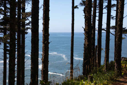 pine trees with ocean in the background 