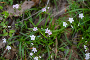Spring beauty wildflowers Claytonia virginica is a native wildflower commonly found in southern Maryland particularly in woodland areas