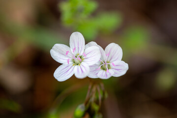 Spring beauty wildflowers Claytonia virginica is a native wildflower commonly found in southern Maryland particularly in woodland areas