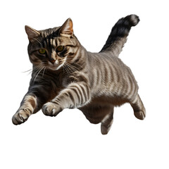 Cat Jumping with Paws Extended, Isolated on Transparent Background