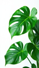 Isolated Monstera leaves against white background, design, leaf, isolation