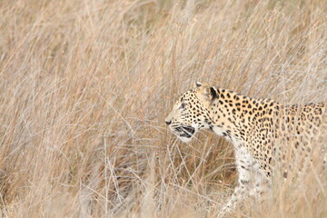 Sri Lankan Leopards in the Wild, Wilpattu National Park