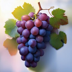 ぶどうは夏の果物で7月下旬から11月上旬ごろが旬ですポリフェノールが含まれ枝に近い部分から熟していくので房の上ほど甘みが強い