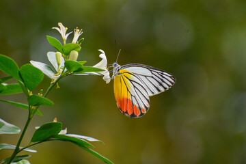 Fototapeta premium A Jezebel butterfly feeding on nectar in white lime flowers. Photographed in the western part of Singapore.