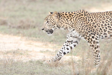 Sri Lankan Leopards in the Wild, Wilpattu National Park