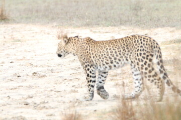 Sri Lankan Leopards in the Wild, Wilpattu National Park
