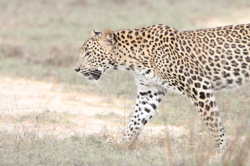 Sri Lankan Leopards in the Wild, Wilpattu National Park