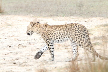 Sri Lankan Leopards in the Wild, Wilpattu National Park