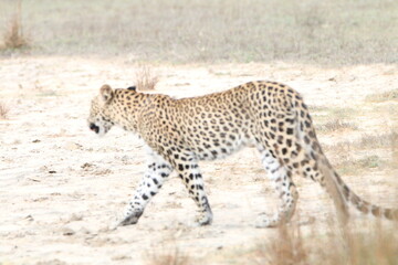 Sri Lankan Leopards in the Wild, Wilpattu National Park