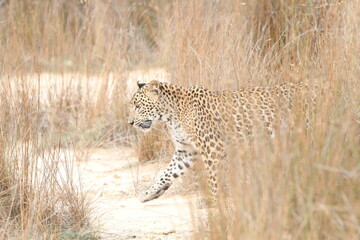 Sri Lankan Leopards in the Wild, Wilpattu National Park