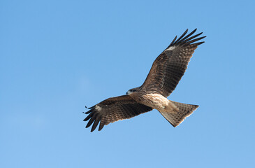 空を飛ぶカッコいいトビ
