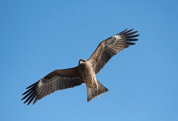 Obraz premium 空を飛ぶカッコいいトビ