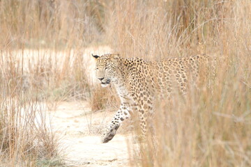 Sri Lankan Leopards in the Wild, Wilpattu National Park