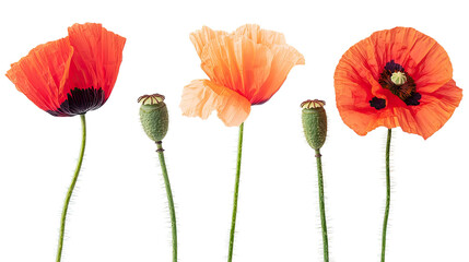 Obraz premium Beautiful Collection of Exotic Poppy Flowers on Display Generative AI
