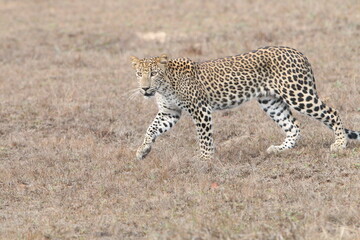 Sri Lankan Leopards in the Wild, Wilpattu National Park