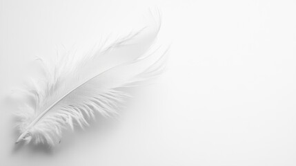 Obraz premium Delicate white feather resting on a smooth surface showcasing fine details and soft textures