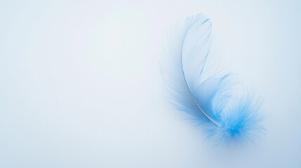 Obraz premium Soft blue feather gently resting against a light background creating a serene and tranquil atmosphere
