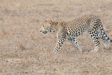 Sri Lankan Leopards in the Wild, Wilpattu National Park