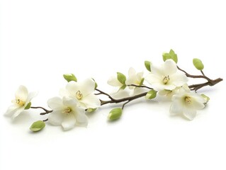 Obraz premium Orchid Stem