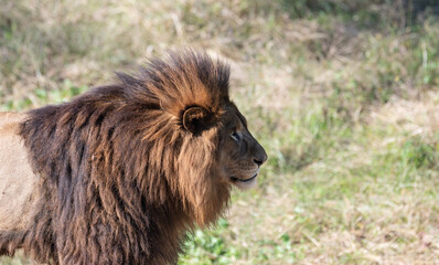 カッコいいライオン