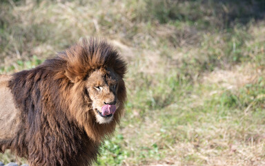 カッコいいライオン