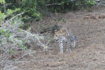 Sri Lankan Leopards in Wilpattu National park, Sri Lanka 