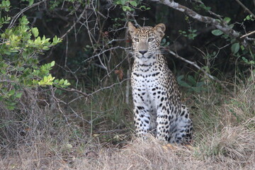 Sri Lankan Leopards in Wilpattu National park, Sri Lanka 