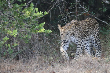Sri Lankan Leopards in Wilpattu National park, Sri Lanka 