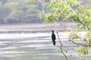 Beautiful Birds in the Wild, Sri Lanka 