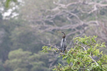 Beautiful Birds in the Wild, Sri Lanka 