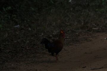 Sri Lankan Birds in the Wild. 