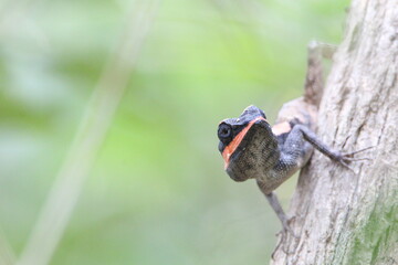 Painted Lipped Lizard, Sri Lanka 