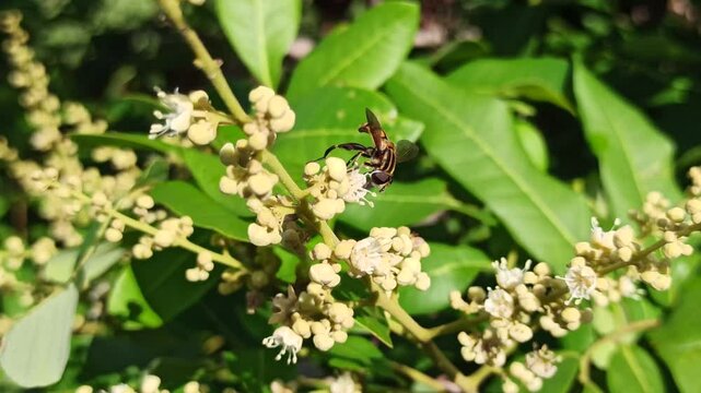 golden yellow bee perched on longan flower