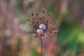 Snail shell sitting on a dry bud in autumn with the background out of focus