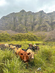Herd of Cows Grazing in a Hawaiian Field with Mountain Views