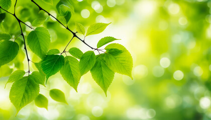 Bright green beech leaves on a branch with a blurred background and sunlight