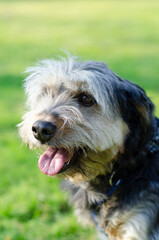 mestizo old dog portrait in a green field