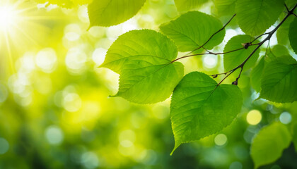 Fototapeta premium Sunlit green beech leaves with a bokeh effect in a vibrant forest scene