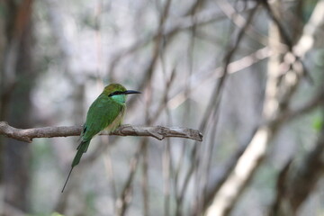 Beautiful Birds in the Wild, Sri Lanka 