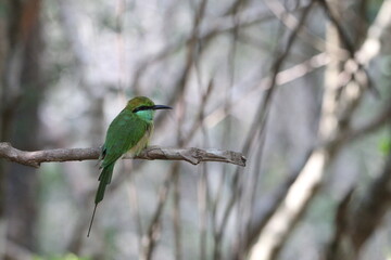 Beautiful Birds in the Wild, Sri Lanka 