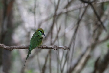 Beautiful Birds in the Wild, Sri Lanka 