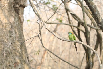 Beautiful Birds in the Wild, Sri Lanka 