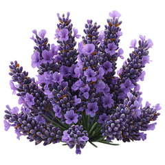A vibrant bouquet of lavender flowers, showcasing their beauty and fragrance.