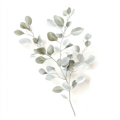Silver Dollar Eucalyptus Sprig, Studio Shot, White Background, Botanical Illustration, Design Element