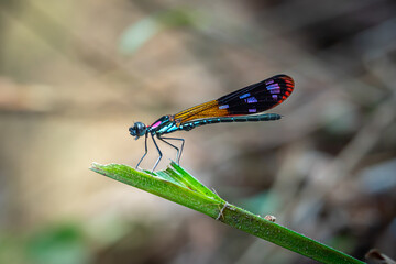 Damselflies, or dragonfly, Rhinocypha who is perched on green leaves. Photographed with eye level angle in a forest park