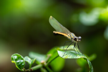 Damselflies, or dragonfly, Rhinocypha who is perched on green leaves. Photographed with eye level angle in a forest park