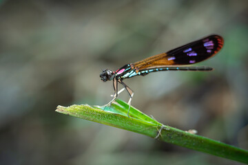 Damselflies, or dragonfly, Rhinocypha who is perched on green leaves. Photographed with eye level angle in a forest park