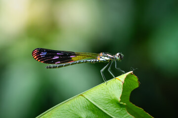 Damselflies, or dragonfly, Rhinocypha who is perched on green leaves. Photographed with eye level angle in a forest park