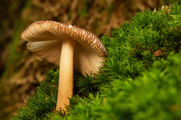 Textured mushroom from the magical cloud forest. Macro