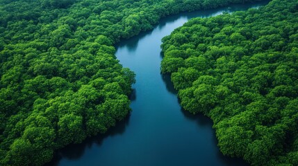 Aerial View of Lush Mangrove Forest and Winding River